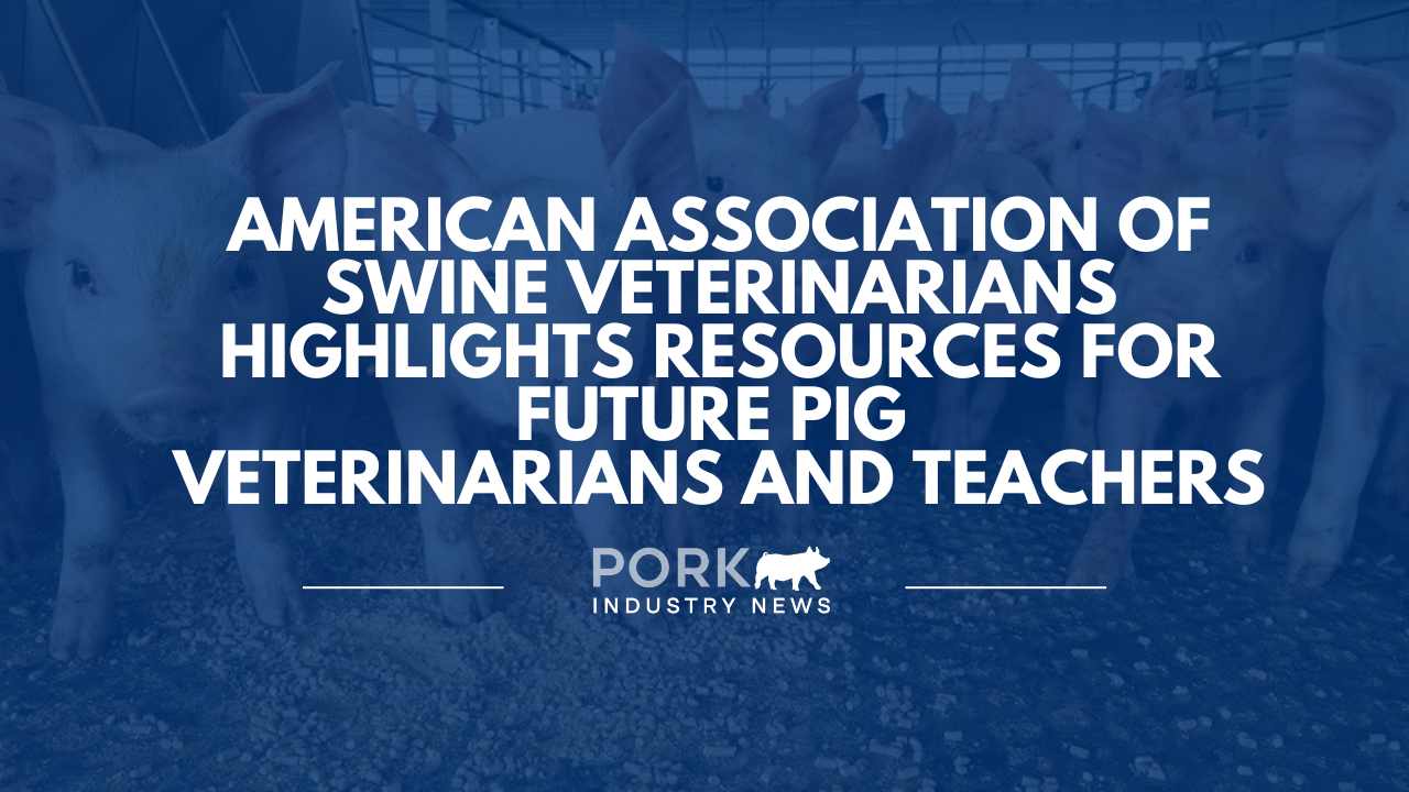 American Association of Swine Veterinarians Highlights Resources for Future Pig Veterinarians and Teachers | Pork Industry News
