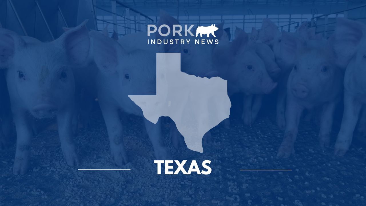 Texas Pork Provides Expansive New World Screwworm Resource Hub for Swine Producers | Pork Industry News